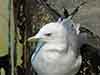 seagull on the pier at erie basin marina buffalo ny